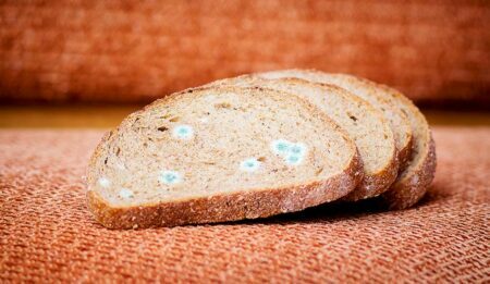 Pâine mucegăită